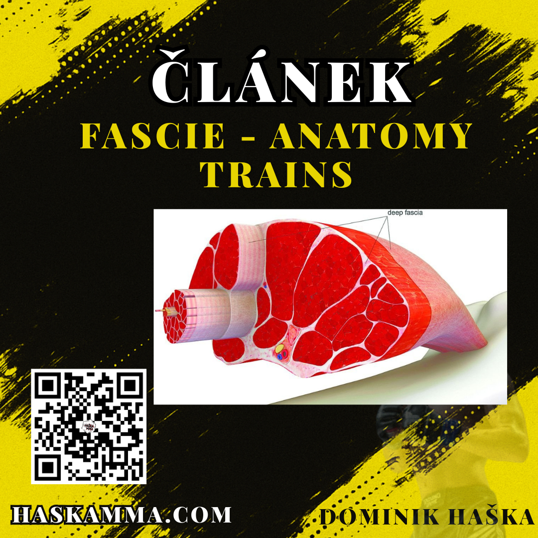 Přečtete si více ze článku Anatomy trains – fascie – cz
